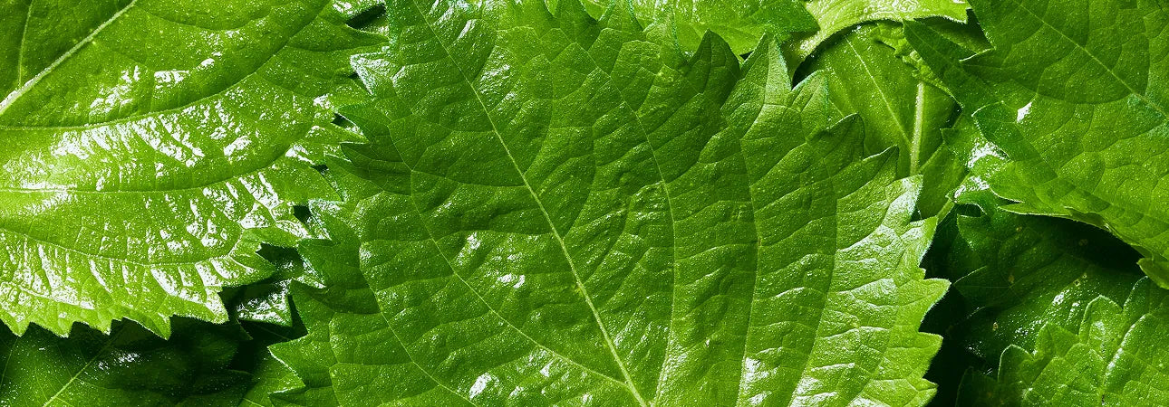 Feuille de périlla