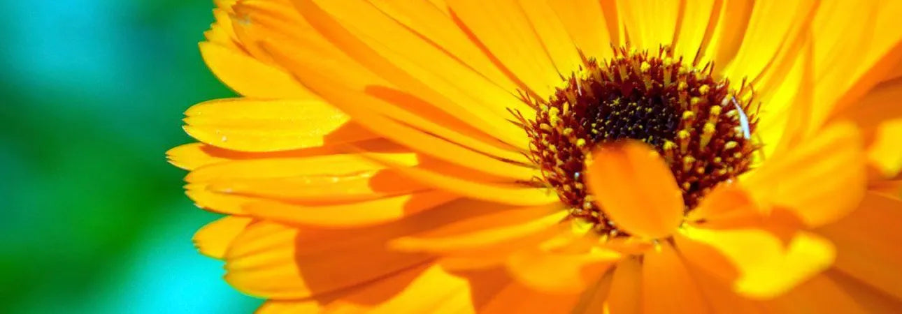 Fleur de calendula