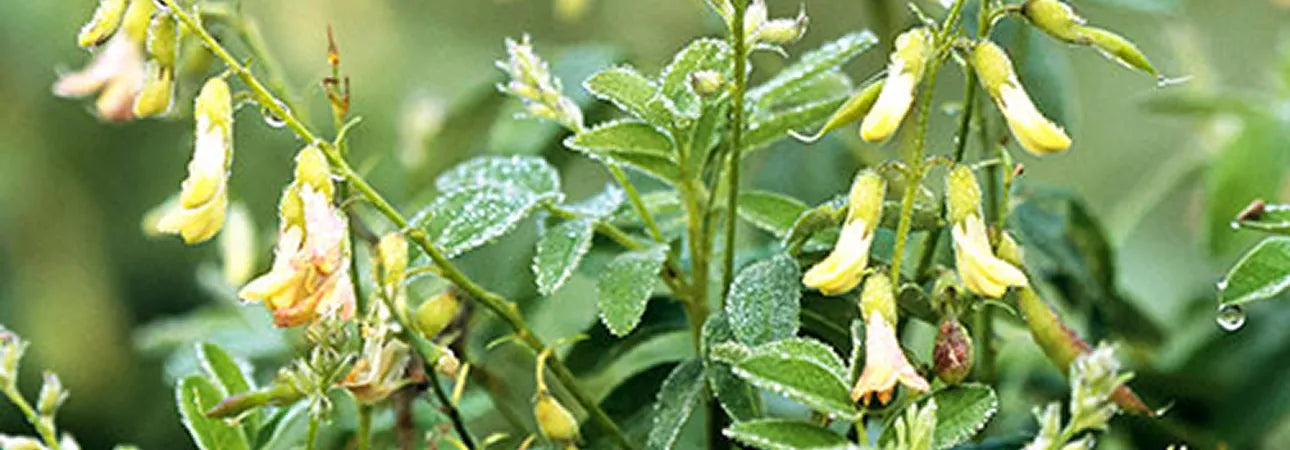 Racine d’astragale