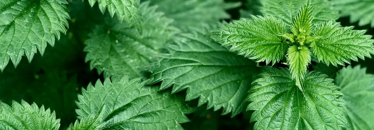 Extrait d’ortie (« Orange Nettle »)